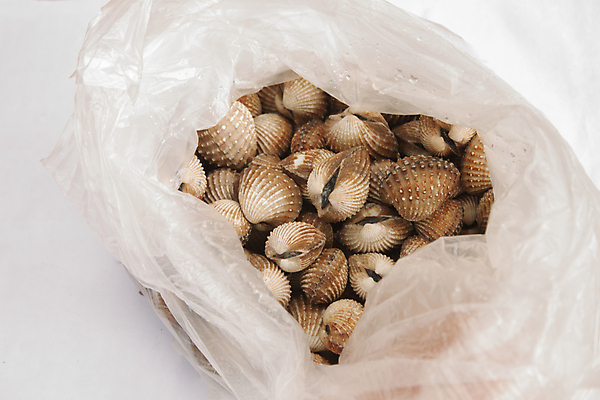 포토 JPG 해외이미지 음식 바다 조개 어류 사람없음 물 식당 식사 저녁식사 껍질 신선 시장 맛 먹기 해산물 가리비 점심식사 소금물 생존 해외202004 해외포토 자연요소 컨셉 모션 어패류 상점 수중동물 파일형식 이미지허브