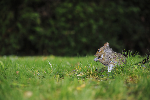 포토 JPG 해외이미지 동물 야생동물 포유류 자연 사람없음 정원 회색 견과류 설치류 먹기 다람쥐 리빙 내추럴 해외202004 해외포토 컬러 모션 생태계 파일형식 이미지허브