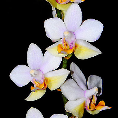 포토 JPG 해외이미지 식물 꽃 분홍색 꽃무늬 자연 사람없음 장식 노란색 환경 보라색 벚꽃 흰색 나뭇가지 신선 개화 난초 우아함 닫기 향기 호접란 내추럴 해외202004 해외포토 나무 컬러 컨셉 무늬 모션 생태계 냄새 파일형식 이미지허브