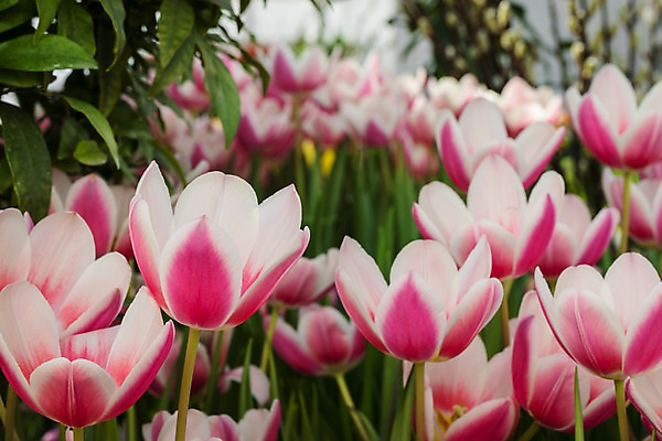 포토 JPG 해외이미지 식물 꽃잎 꽃 분홍색 꽃다발 백그라운드 잎 꽃무늬 밭 자연 사람없음 장식 빨간색 초록색 컬러풀 노란색 환경 정원 보라색 침묵 봄 튤립 벚꽃 흰색 신선 우아함 선택 네덜란드 초대 고립 많음 해외202004 해외포토 계절 유럽 컬러 컨셉 무늬 농업 소리 생태계 파일형식 이미지허브