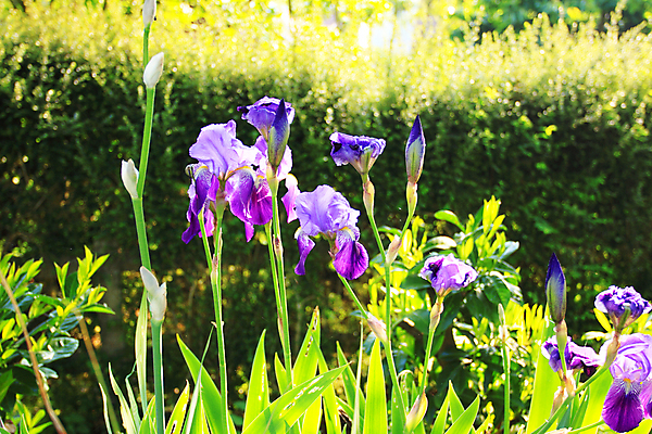 포토 JPG 해외이미지 식물 꽃잎 꽃 줄기 분홍색 백그라운드 꽃무늬 패턴 자연 선물 사람없음 빨간색 초록색 파란색 정원 보라색 봄 활발 벚꽃 신선 다발 붓꽃 고립 해외202004 해외포토 계절 컬러 컨셉 무늬 생태계 파일형식 이미지허브