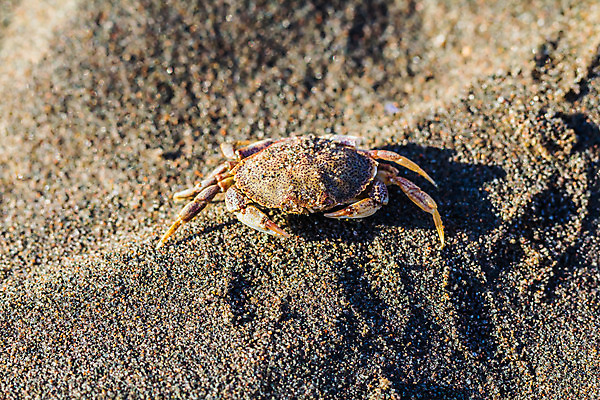 포토 JPG 해외이미지 동물 모래 바다 여행 캐나다 사람없음 햇빛 게 즐거움 해외202004 해외포토 감정 북아메리카 갑각류 태양 파일형식 이미지허브