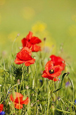 포토 JPG 해외이미지 식물 계절 꽃 자연 사람없음 야외 빨간색 봄 벚꽃 시골 개화 데이지 양귀비 해외202004 해외포토 컬러 생태계 파일형식 이미지허브