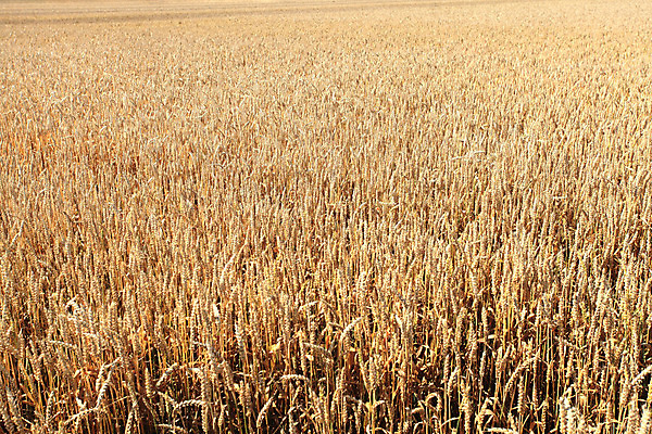 포토 JPG 해외이미지 식물 구름 계절 음식 빵 줄기 백그라운드 밭 농업 자연 하늘 건조 씨앗 풍경 사람없음 야외 여름 파란색 빛 농작물 햇빛 태양 농장 노란색 환경 일몰 수확 성장 시골 황금 낟알 땅 시리얼 밀 보리 장면 밀짚 숙성 호밀 세련 해외202004 해외포토 자연요소 산업 컬러 곡류 노을 짚 생태계 파일형식 이미지허브