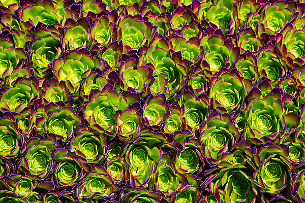 포토 JPG 해외이미지 식물 꽃 백그라운드 꽃무늬 패턴 자연 벽지 추상 프레임 안테나 사람없음 야외 장식 초록색 정원 덮개 침대 닫기 가득함 원예 질감 양배추 하와이 엽서 화단 라일락 내추럴 땅바닥 영원 해외202004 해외포토 컬러 가구 무늬 채소 통신 모션 바닥 취미 미국 뚜껑 편지 생태계 파일형식 이미지허브