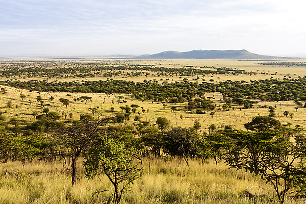 포토 JPG 해외이미지 나무 동물 구름 1 공원 문화 야생동물 여행 포유류 아프리카 자연 휴가 휴식 코끼리 털 사람 풍경 사람없음 야외 가로 여름 반려동물 햇빛 태양 금지 고독 군중 숲 사자 사파리 육식동물 멀리 아카시아 사바나 세렝게티 암사자 전국 탄자니아 평야 해외202004 해외포토 자연요소 식물 계절 공공시설 감정 나라 컨셉 암컷 생태계 파일형식 이미지허브
