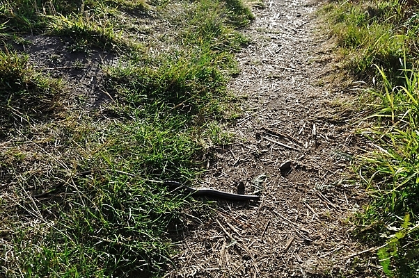 포토 JPG 해외이미지 동물 척추동물 길 파충류 자연 사람없음 시골 도마뱀 해외202004 해외포토 생태계 파일형식 이미지허브