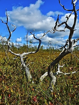 포토 JPG 해외이미지 나무 열매 하늘 날씨 휴식 건조 풍경 사람없음 목재 세로 초록색 여름 파란색 태양 갈색 침묵 숲 통나무 변소 생태학 해외202004 해외포토 자연요소 식물 계절 교육 컬러 컨셉 재료 소리 파일형식 이미지허브