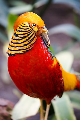 포토 JPG 해외이미지 동물 1 남자 야생동물 오렌지 자연 조류 사람없음 야외 빨간색 컬러풀 노란색 머리 줄무늬 황금 큼 깃털 묘사 부리 꿩 내추럴 해외202004 해외포토 컬러 무늬 과일 사람 신체부위 크기 생태계 파일형식 이미지허브