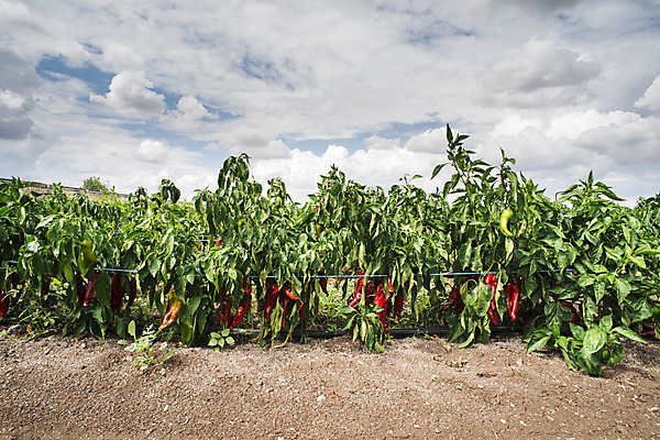 포토 JPG 해외이미지 식물 계절 문화 음식 잎 밭 농업 채소 자연 피망 파프리카 건강 사람없음 야외 빨간색 초록색 농작물 농장 정원 수확 성장 종 신선 스페인 달콤 유기농 후추 밭일 줄서기 해외202004 해외포토 웰빙 유럽 산업 컬러 모션 맛 향신료 생태계 파일형식 이미지허브