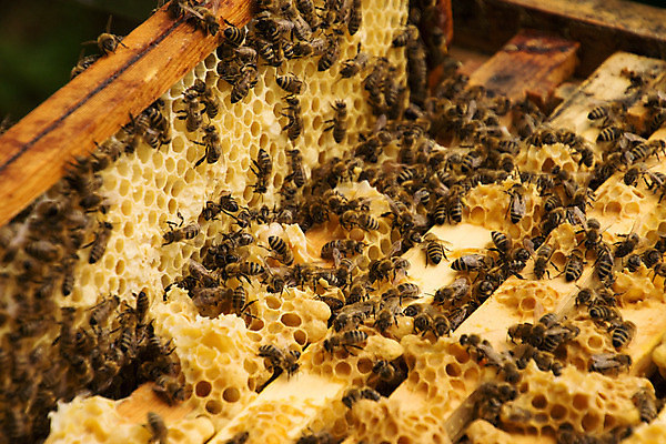 포토 JPG 해외이미지 동물 곤충 자연 사람없음 펼침 벌 젤리 꿀 벌집 밀랍 양봉 왁스 해외202004 해외포토 모션 디저트 생태계 파일형식 이미지허브