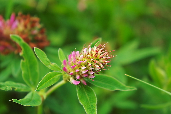 포토 JPG 해외이미지 모양 식물 꽃잎 꽃 문화 잎 자연 사람없음 야외 봄 신선 행운 선택 클로버 심볼 싱글 해외202004 해외포토 계절 컨셉 생태계 파일형식 이미지허브