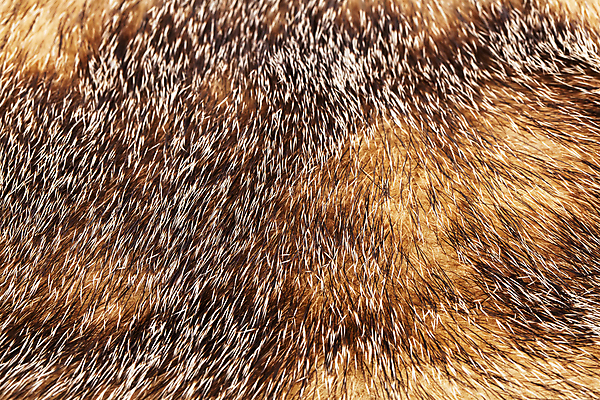 포토 JPG 해외이미지 동물 백그라운드 패턴 털 따뜻함 사람없음 갈색 코트 질감 여우 솜털 해외202004 해외포토 컬러 무늬 포유류 외투 파일형식 이미지허브