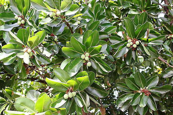 포토 JPG 해외이미지 나무 과일 콩 씨앗 사람없음 견과류 상품 낟알 완두콩 해외202004 해외포토 식물 곡류 파일형식 이미지허브