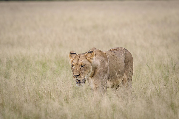 포토 JPG 해외이미지 동물 야생동물 여행 포유류 아프리카 자연 생물 털 동물원 사람없음 환경 고양이 힘 분노 황무지 위험 사자 큼 왕 모피 사파리 리더 육식동물 사냥꾼 멸종 사자자리 표범 내추럴 사바나 웅장함 해외202004 해외포토 직업 감정 나라 컨셉 반려동물 별자리 크기 생태계 파일형식 이미지허브