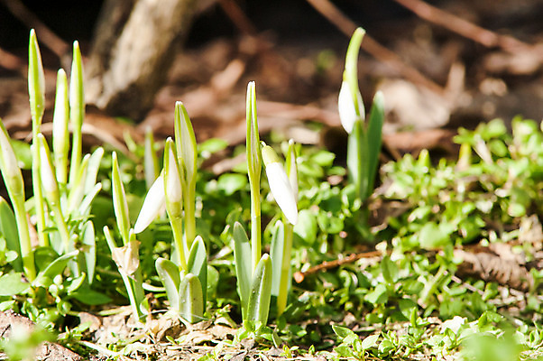 포토 JPG 해외이미지 식물 계절 꽃잎 꽃 잎 꽃무늬 밭 자연 따뜻함 텐트 사람없음 야외 목재 초록색 파란색 빛 햇빛 태양 새싹 정원 계곡 맑음 봄 벚꽃 종 흰색 신선 개울 숲 보석 내추럴 삼림지대 아네모네 취급주의 프리뮬러 헌병 해외202004 해외포토 자연요소 나무 컬러 무늬 농업 재료 날씨 캠핑도구 경고 강 군인 광석 생태계 파일형식 이미지허브