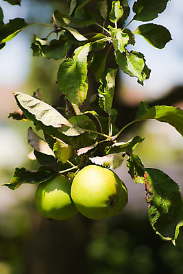 포토 JPG 해외이미지 나무 음식 잎 과일 자연 건강 사람없음 초록색 여름 햇빛 정원 수확 성장 시골 신선 원형 사과 과수원 생태계 밭일 해외202004 해외포토 도형 식물 계절 컬러 농업 태양 파일형식 이미지허브