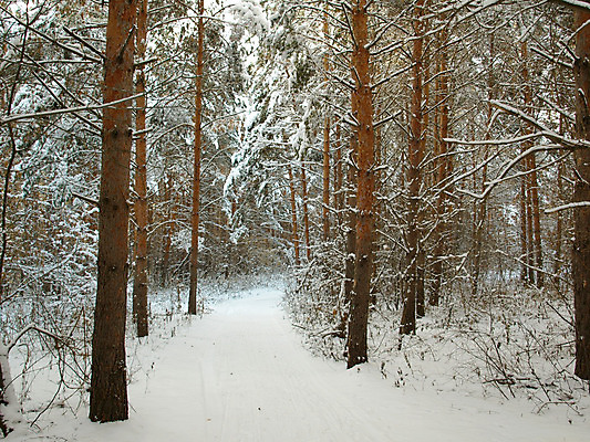 포토 JPG 해외이미지 나무 계절 크리스마스 겨울 자연 풍경 경사 사람없음 야외 가로 파란색 빛 햇빛 냉동 얼음 침묵 추위 흰색 소나무 황무지 고독 숲 시원함 서리 장면 지역 침엽수 전나무 1월 내추럴 해외202004 해외포토 자연요소 식물 기념일 감정 컬러 태양 소리 날짜 생태계 파일형식 이미지허브