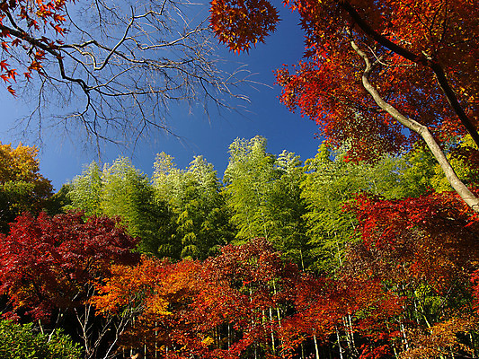 포토 JPG 해외이미지 나무 식물 전통 계절 공원 아시아 선 여행 백그라운드 단풍 잎 오렌지 자연 휴식 동양인 풍경 사람없음 야외 목재 빨간색 초록색 컬러풀 햇빛 노란색 평화 정원 일본 성장 가을 재산 숲 대나무 각도 장면 진홍색 동쪽 내추럴 교토 해외202004 해외포토 공공시설 나라 컬러 컨셉 과일 재료 인종 금융 태양 방향 생태계 파일형식 이미지허브