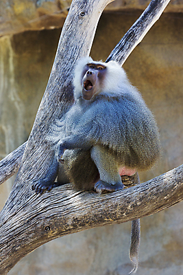 포토 JPG 해외이미지 나무 동물 포유류 털 사람없음 세로 사진촬영 미국 나뭇가지 원숭이 오픈 입 갈기 부름 애리조나 공격적 해외202004 해외포토 식물 컨셉 북아메리카 모션 신체부위 촬영 파일형식 이미지허브