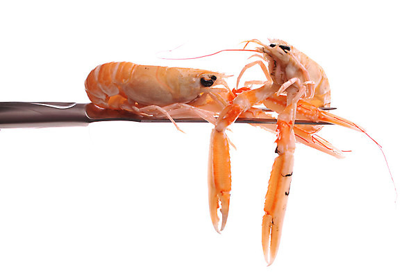 포토 JPG 해외이미지 음식 분홍색 포크 다이어트 채소 재료 주방용품 새우 건강 요리 사람없음 장식 초록색 주방 저녁식사 수확 신선 맛 바닷가재 먹기 해산물 향료 리빙 내추럴 점심식사 식욕 비건 해외202004 해외포토 식기 컬러 생활용품 컨셉 농업 모션 갑각류 식사 가재 향기 냄새 채식주의자 파일형식 이미지허브