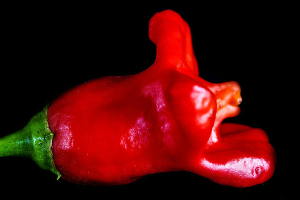 포토 JPG 해외이미지 식물 잎 농업 채소 고추 왕관 파프리카 사람없음 장식 빨간색 초록색 정원 이탈리아 신선 뜨거움 맛 허브 향신료 유기농 원예 매움 날카로움 후추 내추럴 숙성 캡모자 해외202004 해외포토 모자_잡화 웰빙 유럽 산업 컬러 컨셉 취미 향미료 파일형식 이미지허브