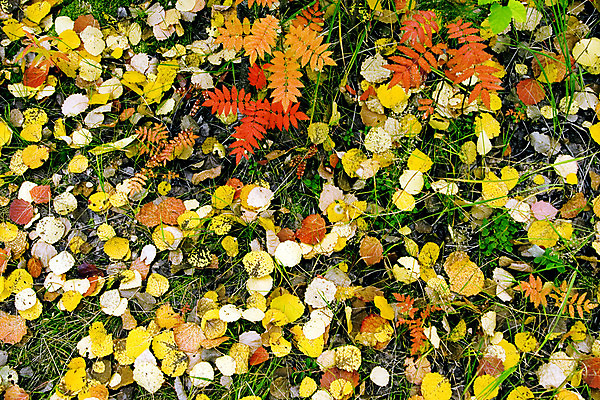 포토 JPG 해외이미지 나무 식물 계절 공원 줄기 백그라운드 낙엽 잎 오렌지 자연 추상 사람없음 야외 빨간색 초록색 햇빛 갈색 노란색 환경 활발 가을 나뭇가지 황금 선택 떨어짐 숲 배열 지역 10월 옛날 노화 해외202004 해외포토 공공시설 컬러 컨셉 무늬 과일 태양 날짜 생태계 파일형식 이미지허브