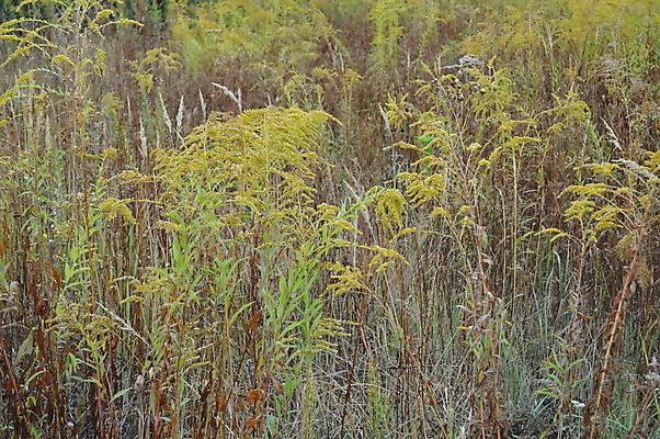 포토 JPG 해외이미지 식물 디자인 계절 공원 꽃 백그라운드 잎 꽃무늬 자연 사람없음 야외 장식 빨간색 초록색 정원 봄 가을 흰색 신선 묘사 질감 내추럴 해외202004 해외포토 공공시설 컬러 무늬 생태계 파일형식 이미지허브