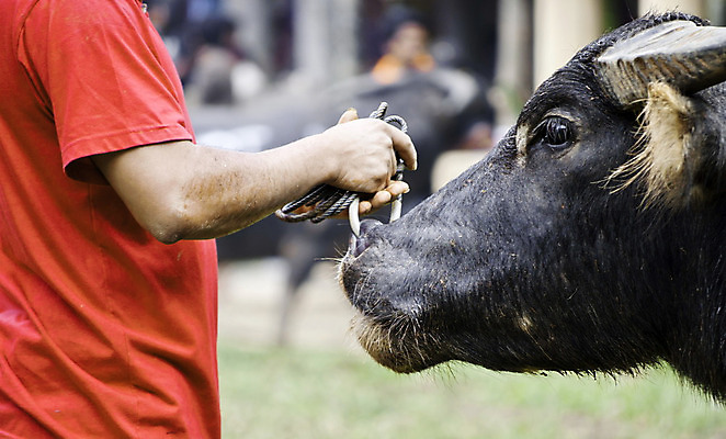 포토 JPG 해외이미지 동물 야생동물 밭 농업 포유류 자연 안내 사람없음 초록색 농장 농경지 가축 봄 흰색 시골 반지 군중 코 내추럴 밭일 찰과상 해외202004 해외포토 계절 산업 컬러 장신구 사람 신체부위 상처 생태계 파일형식 이미지허브