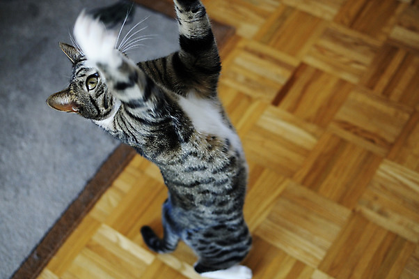 포토 JPG 해외이미지 동물 응시 장난 포유류 놀이 수염 털 서기 사람없음 반려동물 고양이 줄무늬 회색 호기심 얼룩무늬 해외202004 해외포토 시선 감정 컬러 컨셉 무늬 모션 파일형식 이미지허브