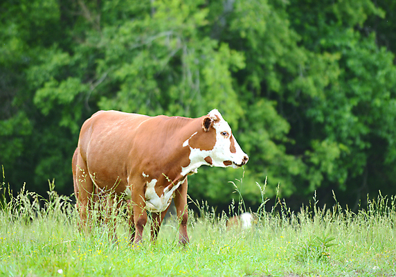 포토 JPG 해외이미지 동물 밭 농업 포유류 자연 풍경 사람없음 초록색 여름 농장 농경지 맑음 목장 소고기 시골 소 숲 땅 먹기 밭일 목가 해외202004 해외포토 계절 산업 컬러 모션 날씨 육류 생태계 파일형식 이미지허브