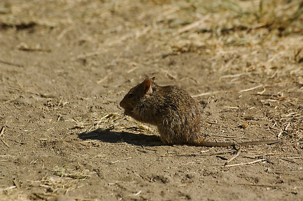포토 JPG 해외이미지 동물 야생동물 털 사람없음 갈색 쥐 설치류 작음 먹기 꼬리 먼지 땅바닥 해외202004 해외포토 컬러 모션 바닥 크기 파일형식 이미지허브