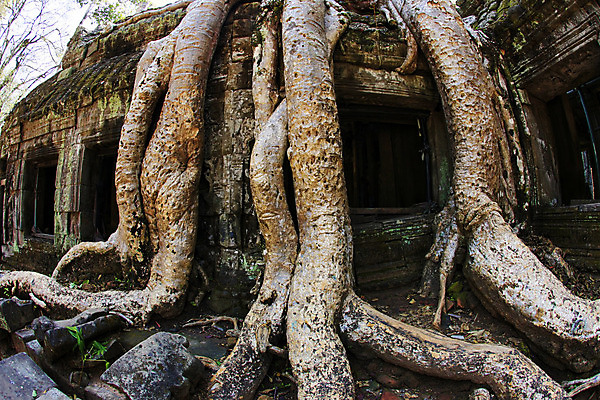 포토 JPG 해외이미지 나무 전통 아시아 종교 문화 벽 여행 불교 건축양식 동양인 사람없음 건물 세계 골동품 사찰 역사 재산 호기심 뿌리 캄보디아 신성 천연기념물 고고학 무도회 옛날 파멸 해외202004 해외포토 식물 건축물 교육 건축 감정 나라 컨셉 종교건축 인종 금융 파일형식 소멸 이미지허브