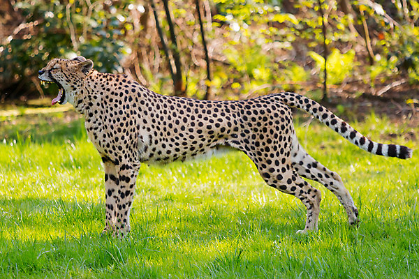 포토 JPG 해외이미지 동물 공원 야생동물 백그라운드 포유류 아프리카 자연 생물 사람없음 야외 고양이 흰색 입 보호 큼 사파리 육식동물 하품 사냥꾼 치타 남쪽 사바나 해외202004 해외포토 직업 공공시설 나라 컬러 컨셉 신체부위 반려동물 크기 방향 생태계 생리현상 파일형식 이미지허브