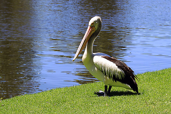 포토 JPG 해외이미지 동물 야생동물 날개 조류 서기 사람없음 물 강 반사 노란색 마주보기 검은색 흰색 호주 큼 펠리컨 손목시계 깃털 물새 계산서 무료 해외202004 해외포토 자연요소 시계 컬러 장신구 모션 오세아니아 크기 파일형식 이미지허브