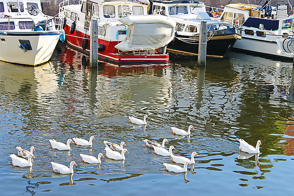 포토 JPG 해외이미지 식물 동물 전통 외관 공원 문화 호수 음식 바다 여행 요트 자연 조류 날씨 휴가 항해 풍경 사람없음 야외 초록색 물 파란색 강 마을 환경 항구 가축 침묵 봄 젖음 도시 만 보트 가장자리 네덜란드 함선 운하 좁은 장면 거위 내추럴 수유 잔물결 해외202004 해외포토 자연요소 계절 공공시설 유럽 물결 컬러 배_교통 교통시설 소리 둘레 생태계 파일형식 이미지허브