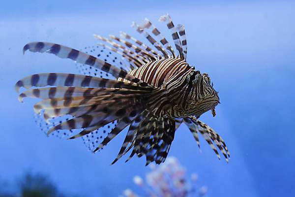 포토 JPG 해외이미지 식물 동물 야생동물 바다 여행 백그라운드 자연 휴가 바닥 어류 사람없음 빨간색 물 파란색 컬러풀 노란색 환경 바닷속 수중 수영 줄무늬 활발 산호 생태계 생물학 암초 수족관 내추럴 깊이 소금물 이국적 해외202004 해외포토 자연요소 교육 컬러 컨셉 무늬 수중동물 수상스포츠 자포동물 파일형식 이미지허브