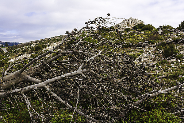 포토 JPG 해외이미지 구름 줄기 자연 하늘 불 건조 사람없음 목재 환경 회색 나뭇가지 소나무 황무지 숲 그리스 나무껍질 가뭄 연소 재앙 해외202004 해외포토 자연요소 나무 식물 유럽 컬러 재료 날씨 껍질 생태계 파일형식 이미지허브