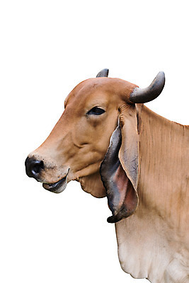 포토 JPG 해외이미지 동물 아시아 음식 농업 포유류 태국 자연 육류 풍경 사람없음 야외 초록색 갈색 검은색 가축 흙 목장 소고기 우유 흰색 시골 그룹 소 군중 방목 흰배경 황소 코 내추럴 밭일 반추동물 해외202004 해외포토 나라 산업 컬러 백그라운드 식재료 유제품 사람 신체부위 축산업 생태계 파일형식 이미지허브