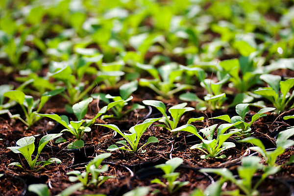 포토 JPG 해외이미지 식물 꽃 산업 문화 백그라운드 잎 농업 자연 유리 하늘 새로움 주택 실내 건강 사람없음 내부 초록색 빛 농장 수확 성장 신선 시장 냄비 네덜란드 원예 데이지 상업 밭일 온실 많음 해외202004 해외포토 유럽 컬러 컨셉 재질 취미 건물 솥 생태계 파일형식 이미지허브