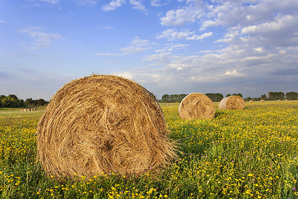 포토 JPG 해외이미지 구름 밭 농업 자연 하늘 풍경 사람없음 야외 여름 농작물 농장 수확 볏짚 뭉치 해외202004 해외포토 자연요소 계절 산업 짚 생태계 파일형식 이미지허브
