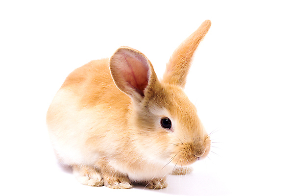 포토 JPG 해외이미지 한마리 부활절 사람없음 반려동물 귀여움 가축 토끼 흰배경 귀 해외포토 동물 1 기념일 백그라운드 컨셉 포유류 신체부위 흰색 파일형식 이미지허브