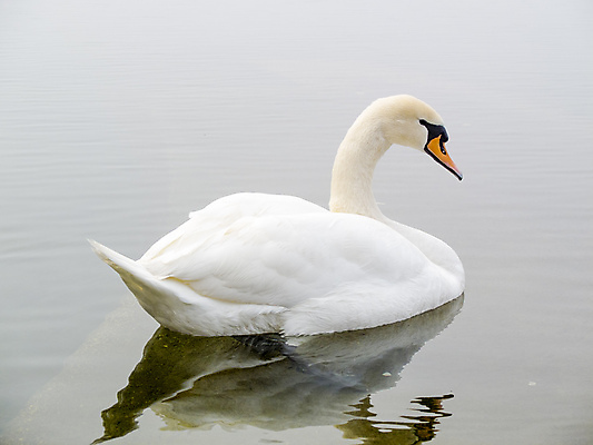 포토 JPG 해외이미지 동물 호수 야생동물 겨울 자연 조류 하늘 아침 사람없음 야외 물 파란색 빛 태양 반사 평화 침묵 흰색 연못 우아함 깃털 백조 장면 해외202004 해외포토 주간 자연요소 계절 컬러 컨셉 소리 생태계 파일형식 이미지허브