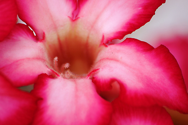 포토 JPG 해외이미지 식물 꽃 분홍색 자연 사람없음 정원 성장 진달래 해외202004 해외포토 컬러 생태계 파일형식 이미지허브