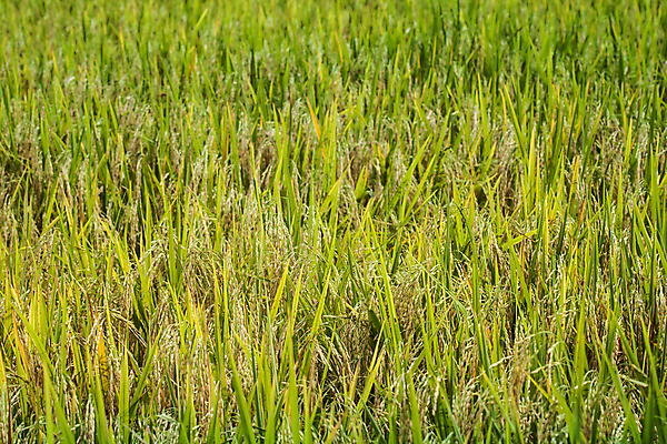 포토 JPG 해외이미지 백그라운드 농업 자연 밥 풍경 사람없음 야외 초록색 여름 파란색 빛 농작물 햇빛 농장 수확 성장 껍질 가을 황금 논밭 숙성 해외202004 해외포토 계절 산업 음식 컬러 밭 논 태양 생태계 파일형식 이미지허브