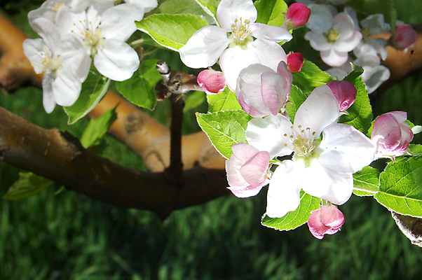포토 JPG 해외이미지 나무 식물 계절 꽃 분홍색 백그라운드 잎 꽃무늬 농업 자연 친절 부활절 사람없음 야외 초록색 새싹 정원 맑음 봄 벚꽃 흰색 나뭇가지 개화 사과 과수원 순수 원예 부드러움 내추럴 고립 해외202004 해외포토 기념일 산업 컬러 컨셉 무늬 과일 날씨 취미 감각 생태계 파일형식 이미지허브