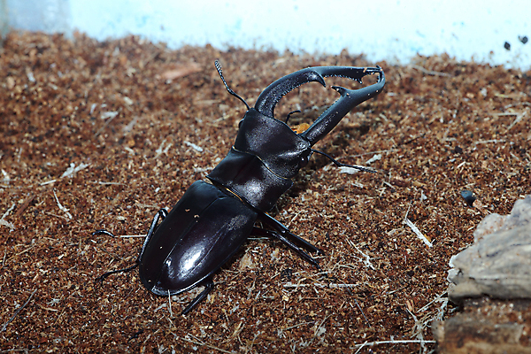 포토 JPG 해외이미지 동물 야생동물 곤충 백그라운드 자연 사람없음 환경 정원 검은색 봄 닫기 작음 수집 딱정벌레 묘사 생물학 내추럴 동물상 해외202004 해외포토 계절 교육 컬러 모션 조형물 크기 생태계 파일형식 이미지허브