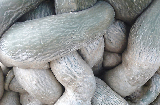 포토 JPG 해외이미지 나무 계절 공원 따뜻함 사람없음 야외 목재 초록색 빛 농장 갈색 노란색 힘 흙 성장 얽힘 야간 숲 무서움 원예 질감 뿌리 시스템 마법 지하 엘리먼트 옛날 해외202004 해외포토 자연요소 식물 공공시설 감정 컬러 농업 재료 취미 파일형식 이미지허브