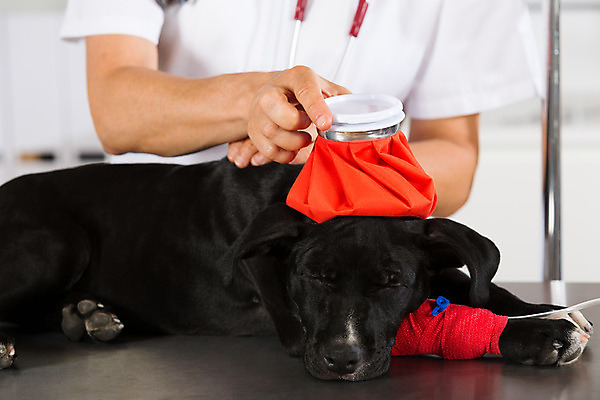포토 JPG 해외이미지 동물 백인 직업 여자 새끼 유니폼 청진기 노동자 병원 한명 사람 성인 반려동물 약 듣기 고통 간호사 의사 잡기 열 개 강아지 무서움 테리어 문서 사냥개 수의사 송곳니 돌봄 해외202004 해외포토 서양인 1 옷 감정 포유류 의학 의료기기 모션 의료진 치아 파일형식 이미지허브