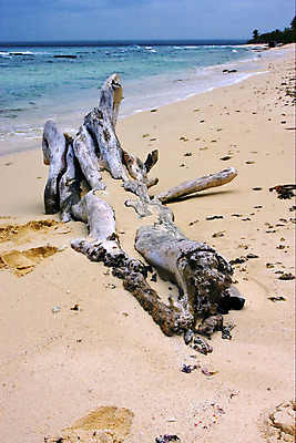 포토 JPG 해외이미지 나무 구름 모래 파도 바다 섬 곡선 자연 조류 하늘 손바닥 그림자 사람없음 초록색 물 파란색 갈색 검은색 거품 껍질 바위 흰색 해조류 발자국 썰물 해외202004 해외포토 자연요소 식물 동물 손 선 컬러 자국 돌_바위 해양식물 생태계 파일형식 이미지허브